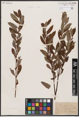 Foto von Salix aurita L. x Salix purpurea L.